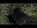 Black Bear Sighting - Bear Eating Berries in Alberta