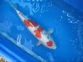 59CM (23\") Maruten Sanke 59CM (23\") Maruten Sanke