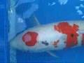 59CM (23) Maruten Sanke