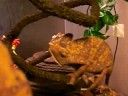 Stimpy hat Hunger