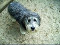 Mein Hund rutscht