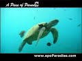 A Piece of Paradise Hawaiian Vacation Rentals
