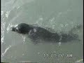 Seal Pup