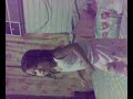 Janelle Sison Dancing Queen Janelle Sison Dancing Queen