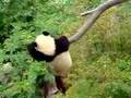 YouTube - Panda Fu Long