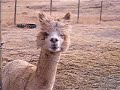 Alpaca grin