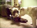 Fawn Doberman and Pit Bull Puppy Fawn Doberman and Pit Bull Puppy