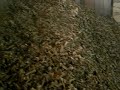 Wood Chips Flying in Guatemala