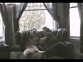 Talking Dogs - Funny Dogs Really Speak Out!