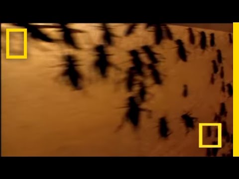 Insect Candy