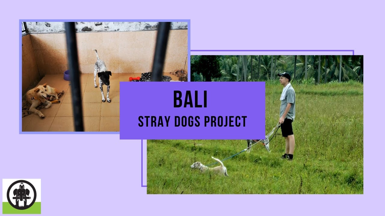 Volunteers Helping to Rehabilitate Stray Dogs in Ubud, Bali