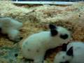 Hasenmama mit Babys 