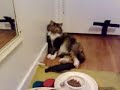 Adorable Tortoiseshell Cat Adorable Tortoiseshell Cat