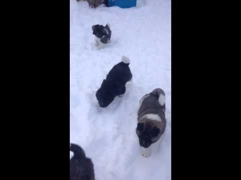 Akita puppies born 12182014