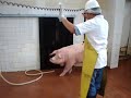 Sacrificio de Cerdo