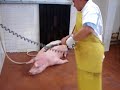 Sacrificio de Cerdo