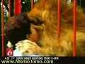 Huge Lion Hugs Rescuer Huge Lion Hugs Rescuer