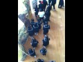 Little Nippon Ants