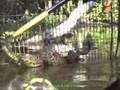 Rattlesnake Rescue