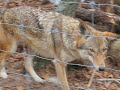 Canis Rufus, Red Wolves