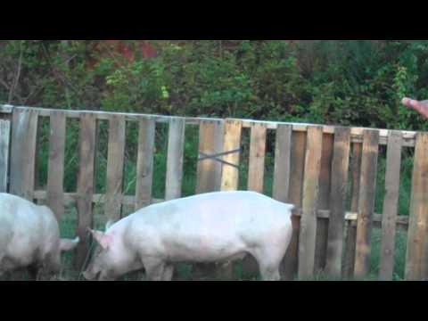 Pigpen - How to build a CHEAP, large pig pen out of reused pallets. If you like this, subscribe to our channel, and visit our FB page: http://www.facebook.com/pages/R...