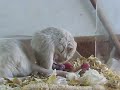 Birth of the third cub 2009 January 7