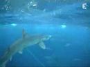 C'est pas sorcier - Les requins