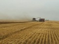 harvest 09 in north east north dakota @ Lundeby Farms