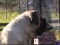 Mastiff - Ch. Carlo Magno Del Fracasso