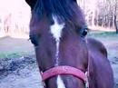 horseface