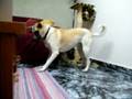 videos de buffy and meshi
