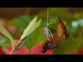 Monarch Butterflies Hatching