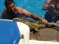 Iguana\