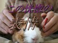 guinea pig ?????????????????