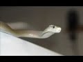 Black Mamba Snake Extremly Close