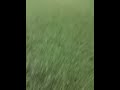 COMO ATAJAR UN PENAL CON EL OJO EN SEMIFINALES