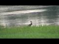 Cigogne noire ( Ciconia nigra)