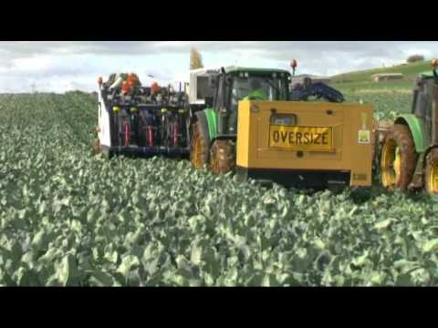 how to harvest fresh broccoli