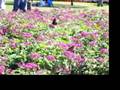 videos de Butterflys At The Arboretum