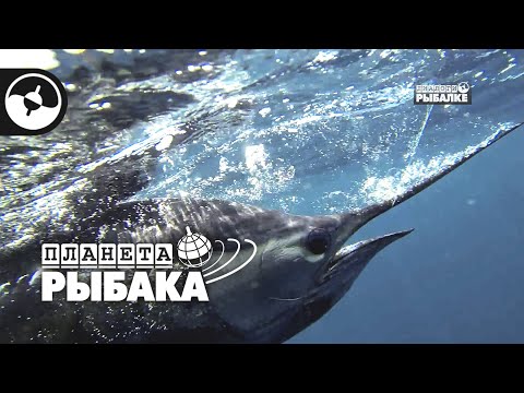 Морская рыбалка. Парусник. Коста-Рика