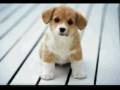 videos de Cane saggio.mpg