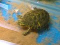 Tartarughe affamate