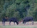Presque Isle Maine Wildlife Presque Isle Maine Wildlife