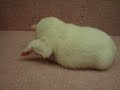 12/07 狐狸狗 Japanese Spitz -公幼犬1號-日新犬舍
