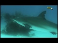 Caribbean reef sharks/Shark alley,Bahamas by Ingolf Langner Caribbean reef sharks/Shark alley,Bahamas by Ingolf Langner
