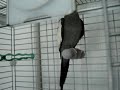 Mon cockatiel qui chante Mon cockatiel qui chante