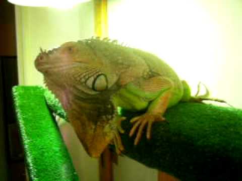 how to treat iguana bite