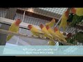 love birds & طيور الحب