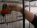 videos de  tony and poly