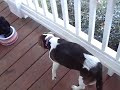 Misty having breakfast on Porch